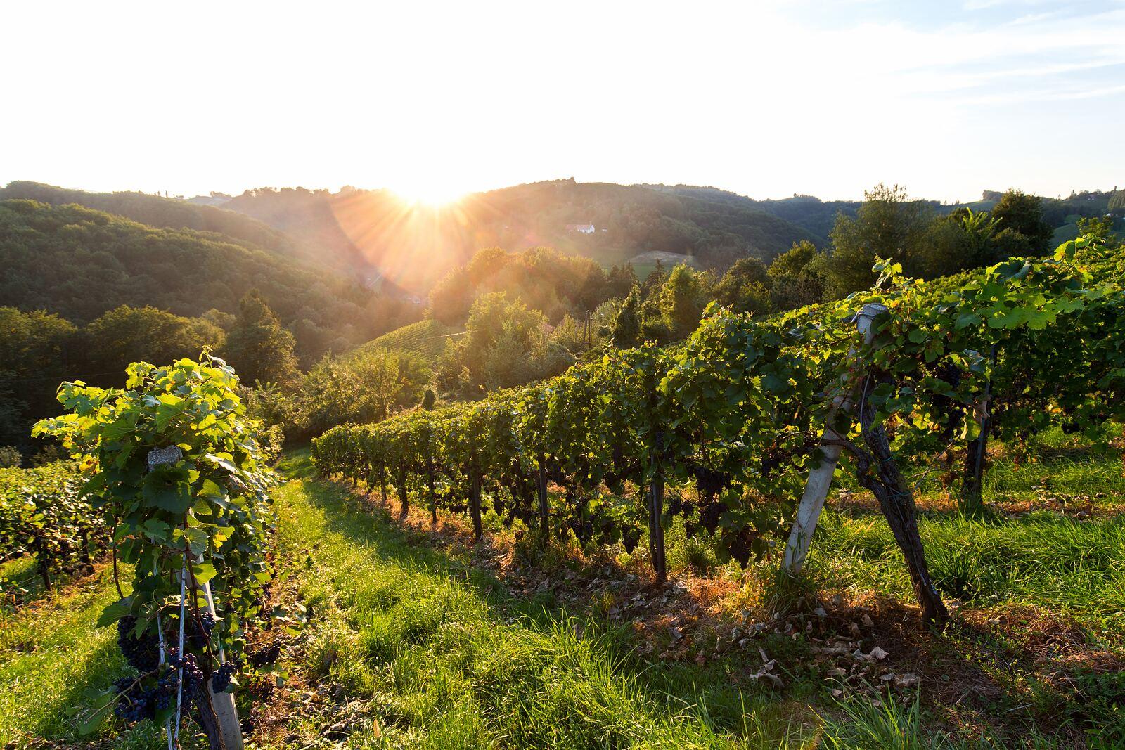 Weinlese in der Weststeiermark