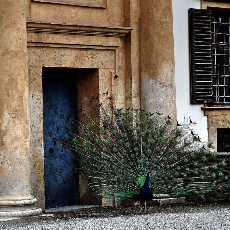 Pfau mit geschlagenem Rad vor einem Portal von Schloss Eggenberg