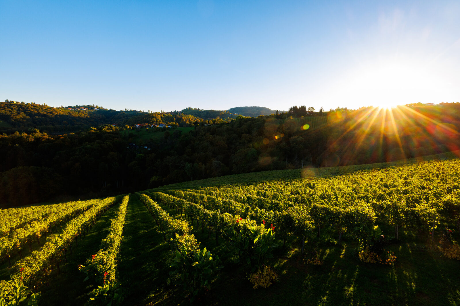 Rebzeilen im Gegenlicht der tiefstehenden Abendsonne