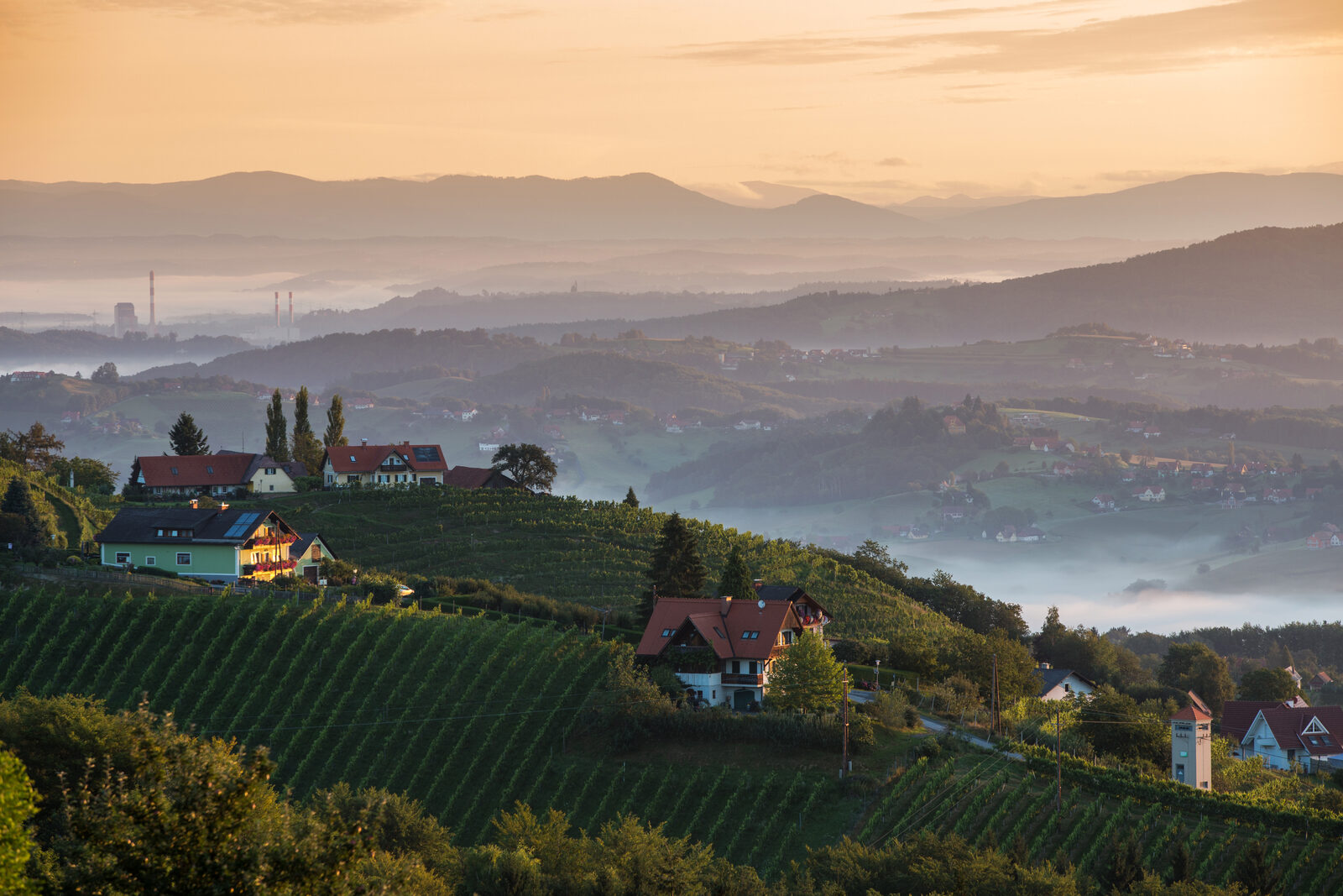 Nebel über den Weinbergen der Weststeiermark am frühen Morgen