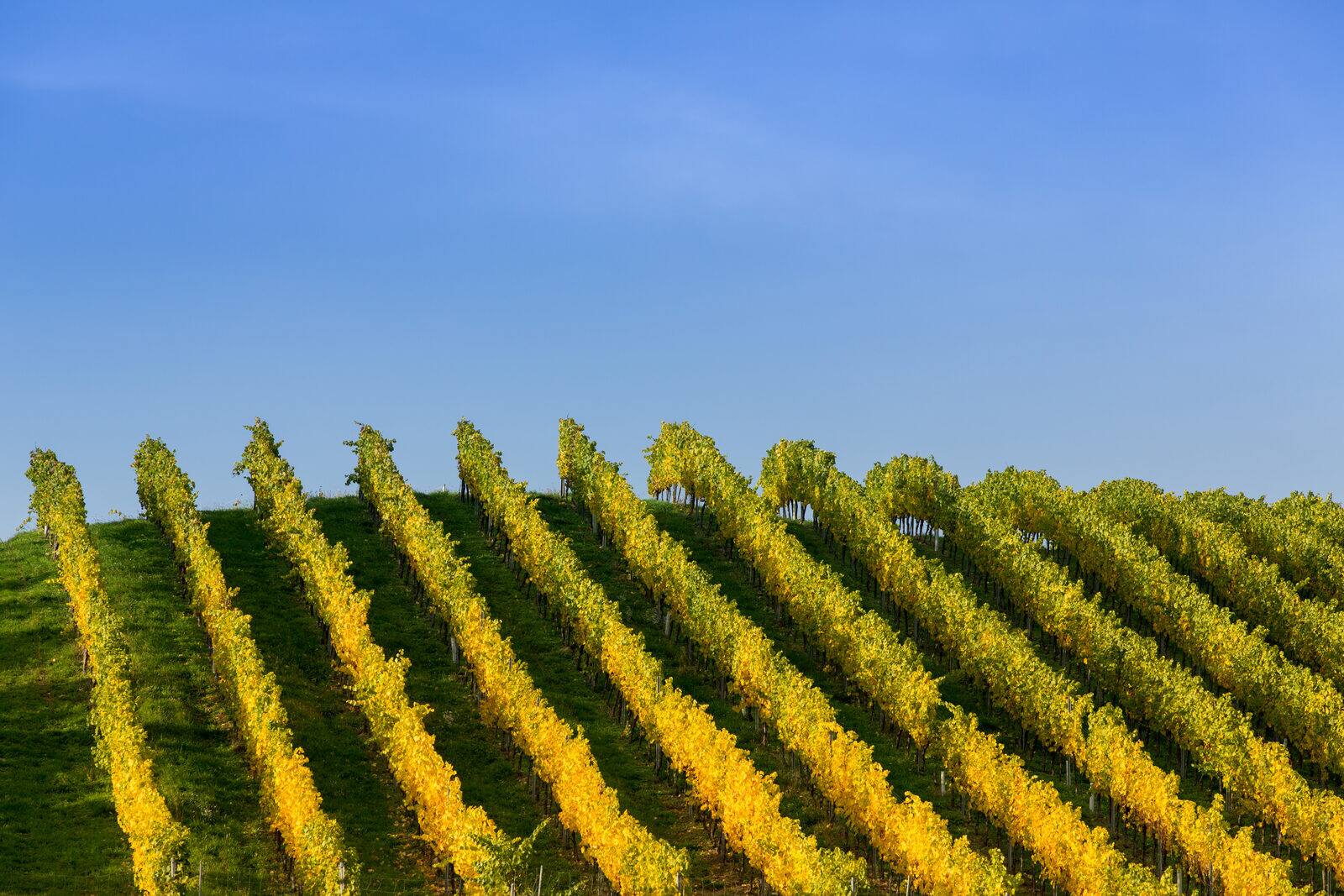 Die Weinregion, die niemand abarbeiten kann
