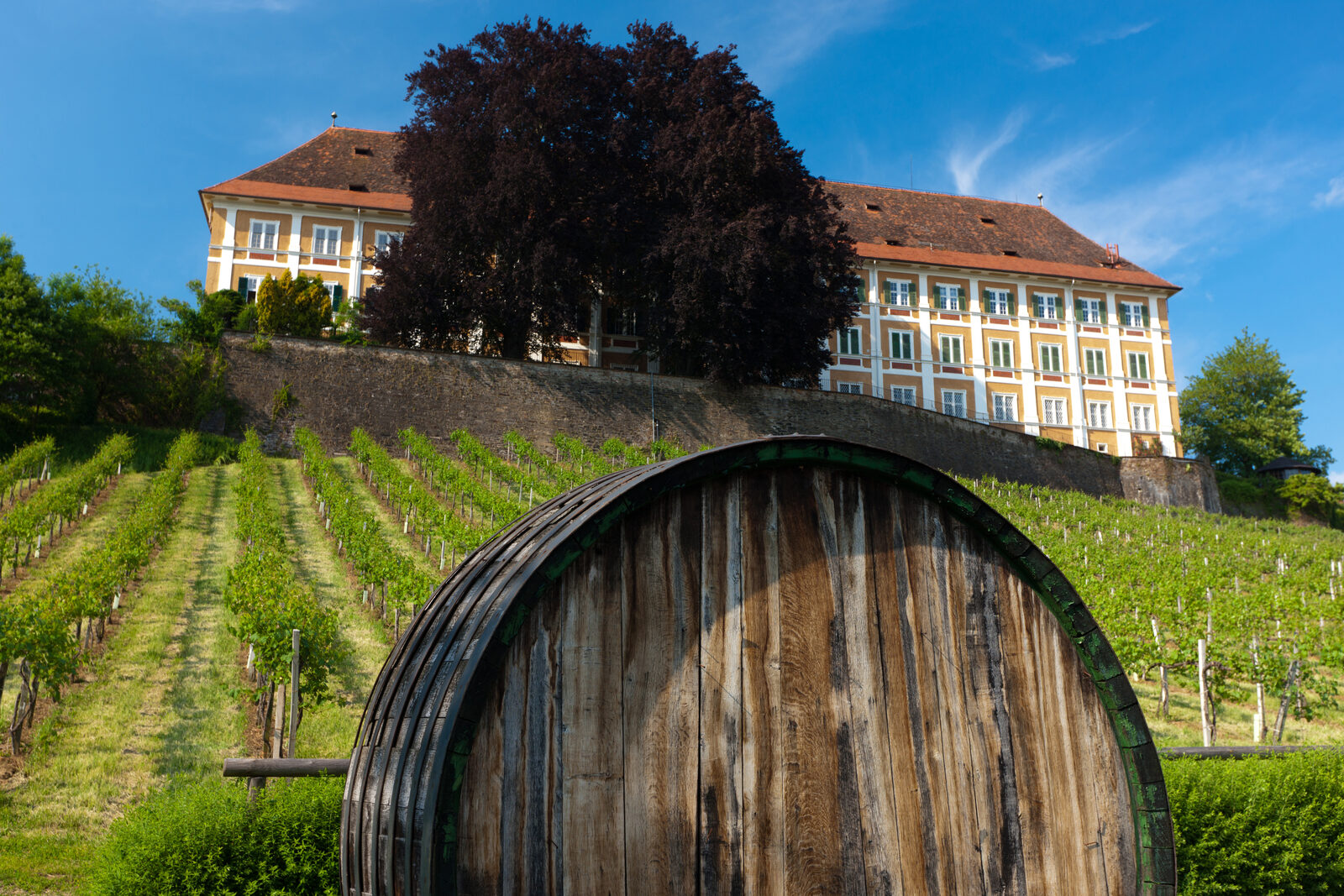 Großes hölzernes Weinfass in den Rebzeilen vor einem Schloss