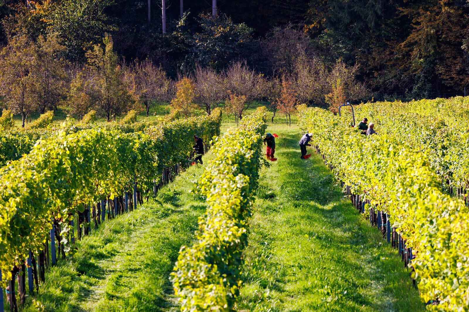 Menschen bei der Weinlese zwischen den Rebzeilen